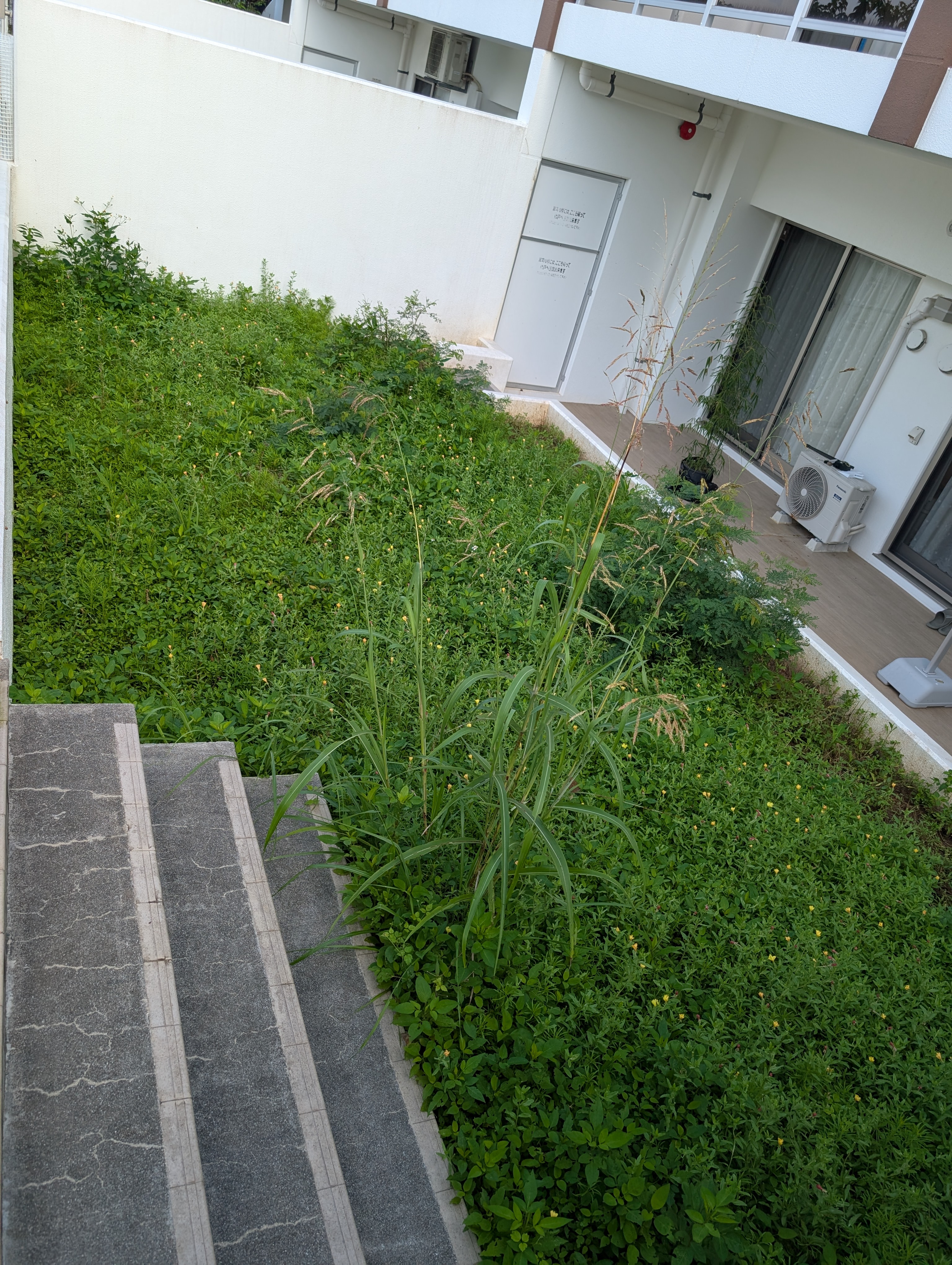 庭木の伐採・草刈り前の状態